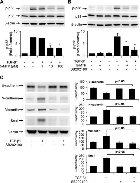 Inactivation Of Tgf β1 Induced P38 Mapk By 5 Mtp A And B A549 Download Scientific Diagram