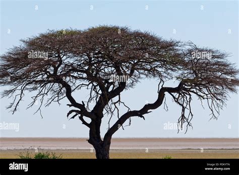 African Thorn Tree Hi Res Stock Photography And Images Alamy