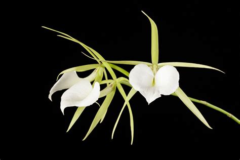 Brassavola Nodosa Var Nodosa The Knobby Brassavola Variety The Large Flowered Brassavola