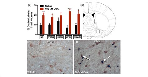 C Fos Expression In Cholinergic Neurons Chat Of The Basal