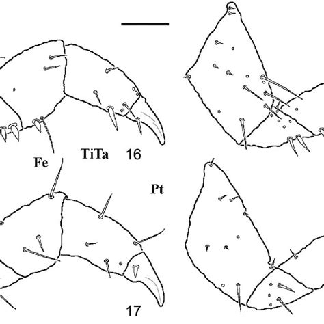 Scotobius Pilularius First Instar Larva 8 Right Antenna Dorsal Download Scientific Diagram