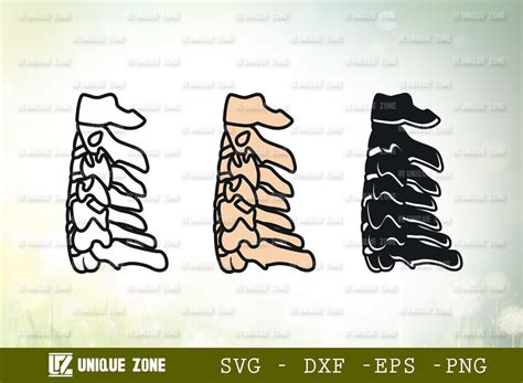 Anatomy Spine SVG Human Spine Svg Graphic By Unique Zone Creative