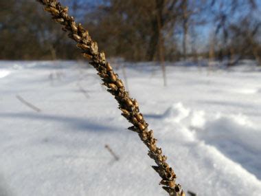 Broadleaf Plantain: Pictures, Flowers, Leaves & Identification ...