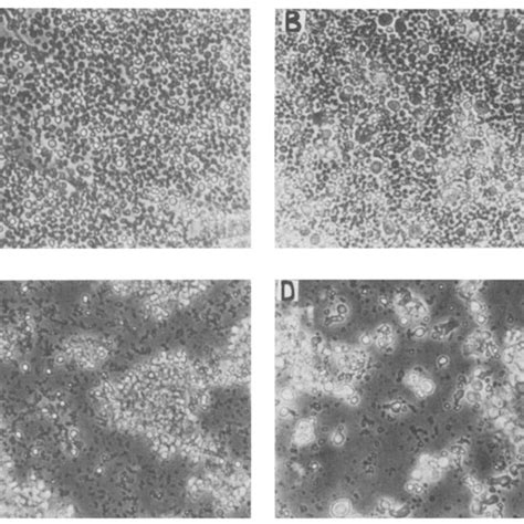 Incorporation Of 3H Thymidine By C57BL 6 Thymocytes In The Presence Of