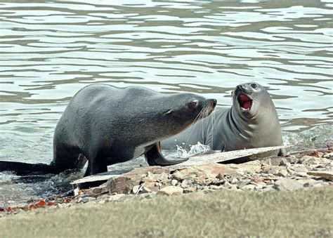 Seals Photograph By British Antarctic Surveyscience Photo Library