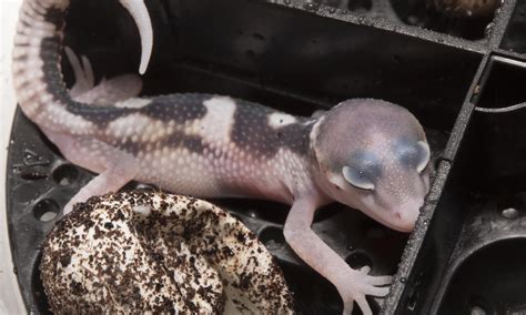 carrot-tail - OnlineGeckos.com Gecko Breeder