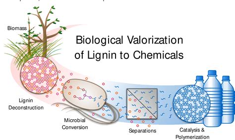 Figure 1 From Opportunities And Challenges In Biological Lignin