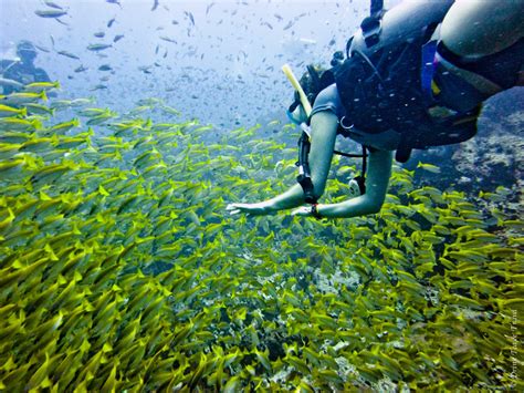 Why Koh Tao Is The Best Place For Diving