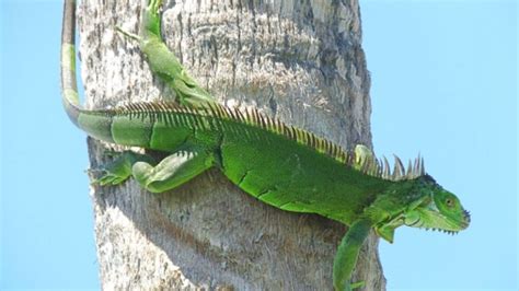 How To Get Rid Of Green Iguanas Easy And Effective Solutions Pest