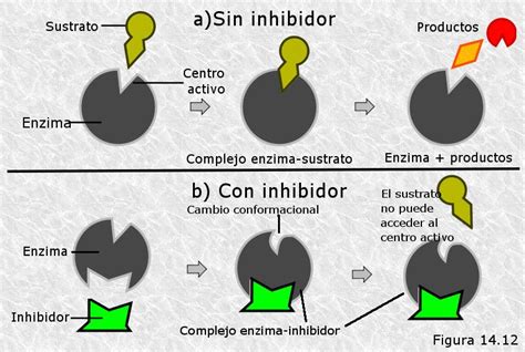 Biologia Bachcamp Enzimas