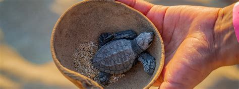 Experiencia de liberación de tortugas bebés en Oaxaca Saliendo desde