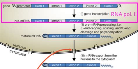 Lektion Rna Transkription Og Translation Flashcards Quizlet