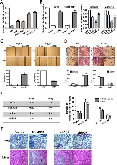 Linc Ror Promotes In Vitro Migration Or Invasion And In Vivo Metastasis