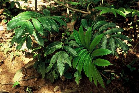 Genetic research revealed several new fern species in tropical America | University of Turku