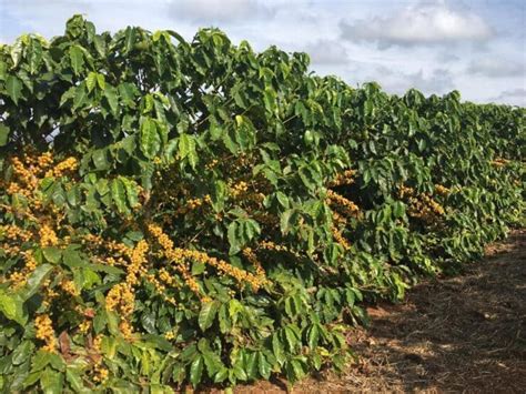 Fenologia Do Café Conheça Suas Fases Produtivas 2025