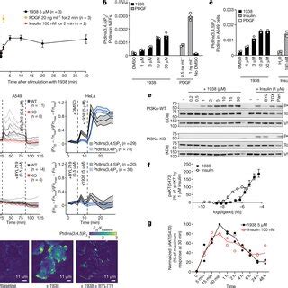 Biochemical mechanism of PI3Kα activation by 1938 a Structure of