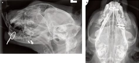 Feline Skull Injuries Treatment Goals And Recommended Approaches