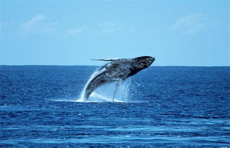 Maui Whale Watching Lahaina | Discount Whale Watch Cruise Maui | Maui ...