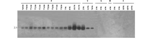 Southern Blot Hybridisation Of D Helianthi Total Genomic Dnas With