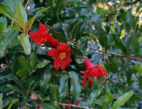 'Angel Red' pomegranate - General Fruit Growing - Growing Fruit