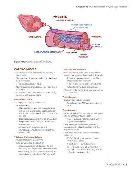 Slow twitch and fast twitch muscle fibers: Video, Causes, & Meaning | Osmosis