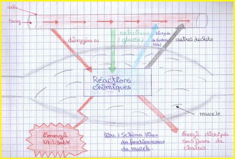 Les échanges Entre Les Organes Et Le Sang Cours Svt 5ème Vive Les