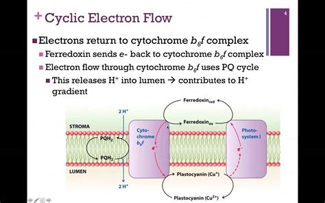 Non Cyclic Electron Flow In Photosynthesis