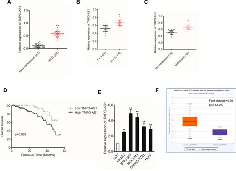 High Tmpo As1 Expression Is Identified In Hcc Cells And Tissues A