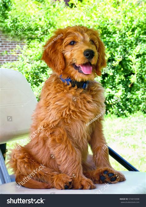 Golden Retriever Poodle Mix Puppy