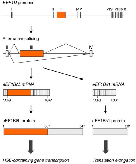 Schematic Illustration Of The Eef D Gene And Protein Products Short