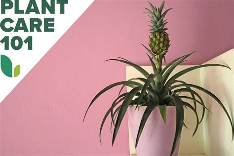 This Pineapple Plant Care Routine Is as Easy as Propagating Fresh ...