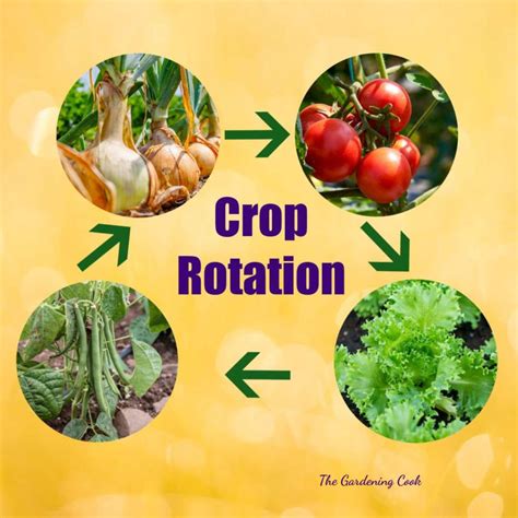 What Is Crop Rotation Tips For Vegetable Rotation Planting