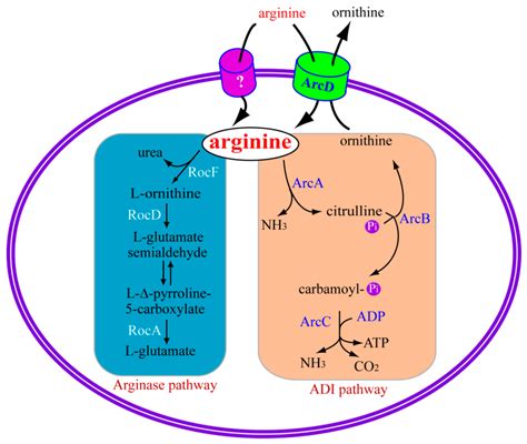 Ijms Free Full Text Arginine Metabolism In Bacterial Pathogenesis