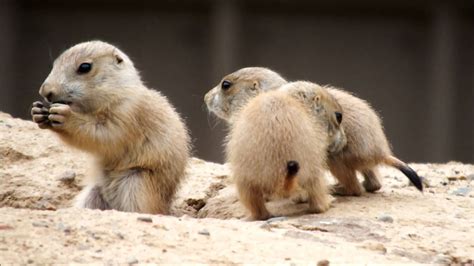 prairie dog babies called