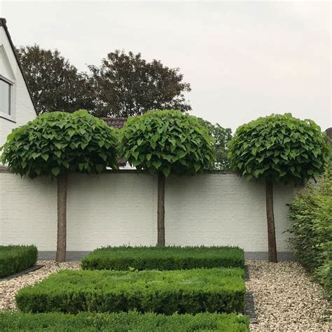 Salix Integra Hakuro Nishiki Tuincentrum Pelckmans Artofit