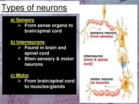 Nervous And Endocrine System Ppt Download