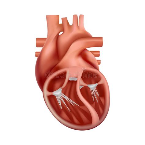 3d Anatomie Du Coeur Humain Coeur Réaliste Anatomiquement Correct