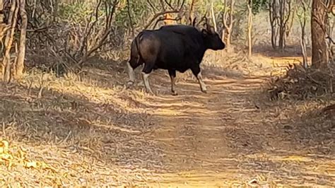 375 Indian Bison inhabiting Papikonda National Park, nearby forests ...