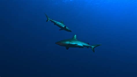 Shark Migration Patterns: 🌊 Key Locations and Timelines