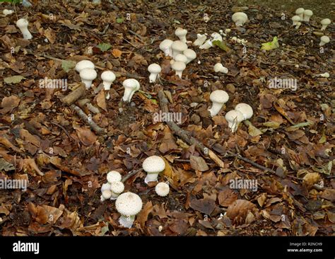 Lycoperdacceae Hi Res Stock Photography And Images Alamy