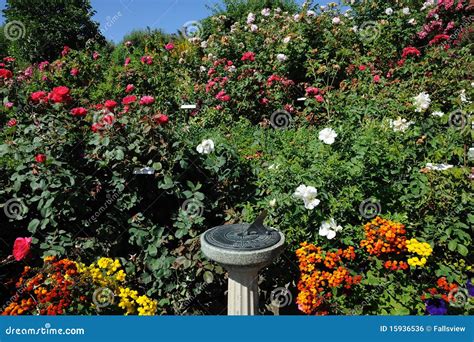 Rose garden landscaping stock photo. Image of garden - 15936536