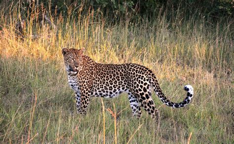 Le Léopard Superbe Félin Principalement Africain Où Et Comment Vit Il