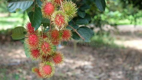 Rambutan Fruit on Tree, Tropical Fruit in Asia Stock Image - Image of ...