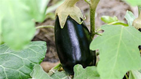 How To Grow Eggplant In Your Square Foot Garden Free Chart