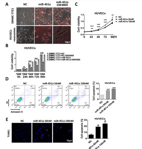 Hepatocellular Carcinoma Hcc Derived Exosomal Mir 451a Inhibits