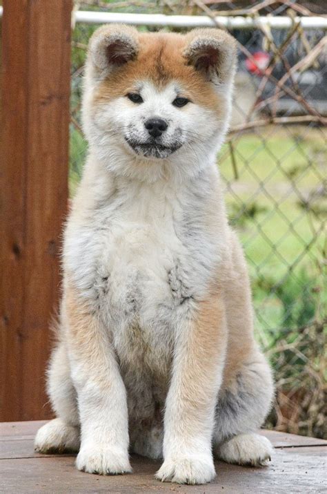 Akita japońska akita inu czerwony piesek z rodowodem Gratka pl