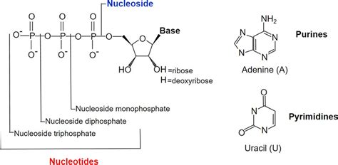 Biochemical Structure Of Nucleosides And Nucleotides Download