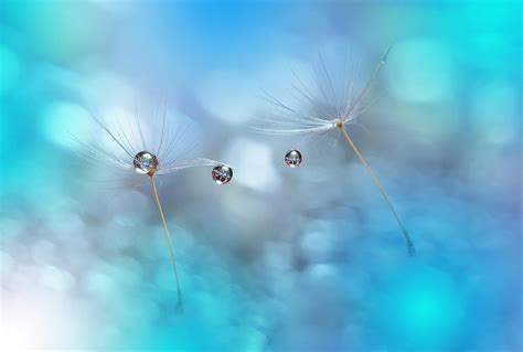 Abstract Macro Photo With Water Drops Photograph by Juliana Nan - Fine ...