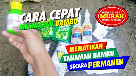 Cara Membasmi Tanaman Bambu Sampai Akar Akarnya Sampai Mati Youtube