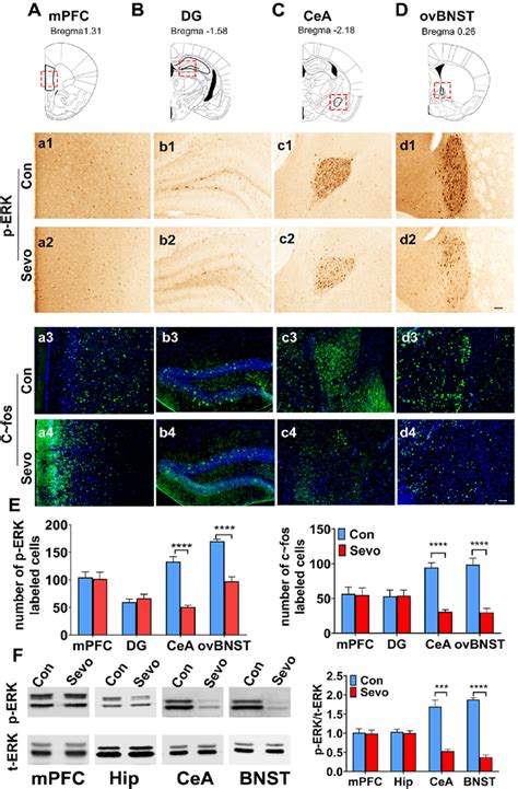 P Erk And C Fos Expression In The Different Brain Regions After Fear